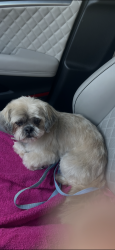 Lost Female Dog last seen Oakmont Drive and Broad Oak Drive, Colorado Springs, CO 80921