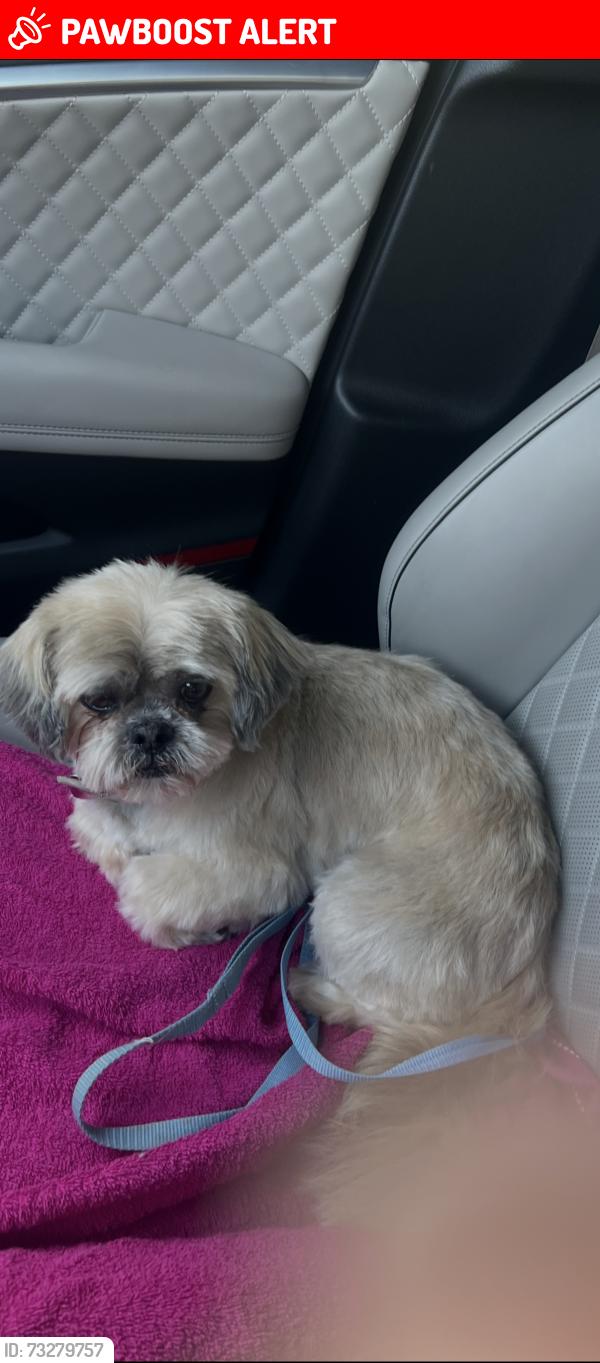 Lost Female Dog last seen Oakmont Drive and Broad Oak Drive, Colorado Springs, CO 80921