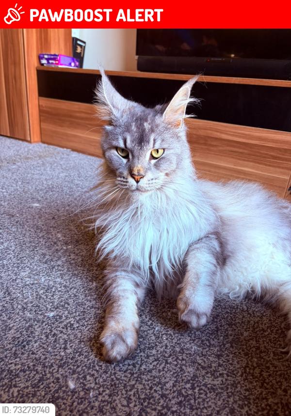 Lost Male Cat last seen Althorp Close, Leicester, England LE2 8PZ