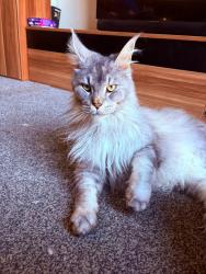 Lost Male Cat last seen Althorp Close, Leicester, England LE2 8PZ