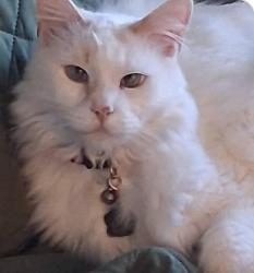 Lost Male Cat last seen Quincy ave & eldridge, Morrrison, co 80465, Morrison, CO 80465
