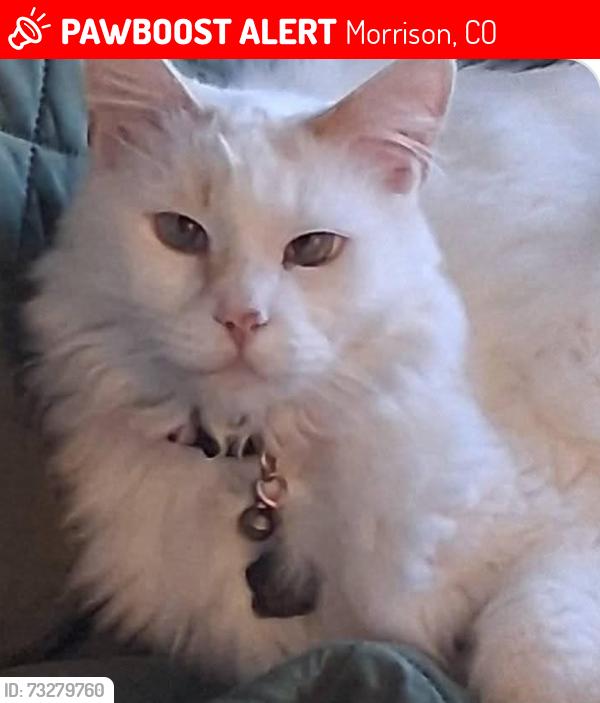 Lost Male Cat last seen Quincy ave & eldridge, Morrrison, co 80465, Morrison, CO 80465