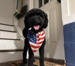 Found/Stray Male Dog last seen Between Farragut Road and Farragut Place in North Plainfield, North Plainfield, NJ 07062