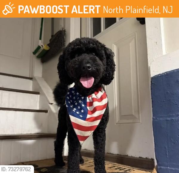 Found/Stray Male Dog last seen Between Farragut Road and Farragut Place in North Plainfield, North Plainfield, NJ 07062