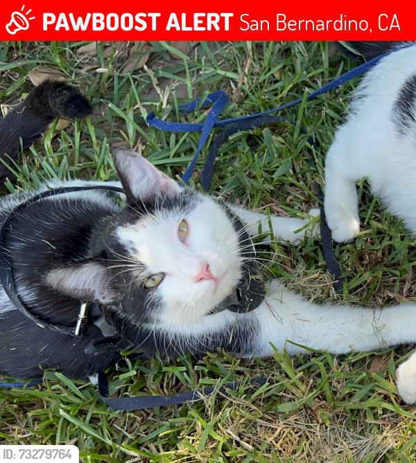 Lost Male Cat last seen Waterman, San Bernardino, CA 92408