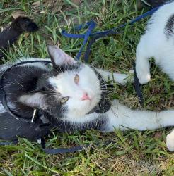 Lost Male Cat last seen Waterman, San Bernardino, CA 92408