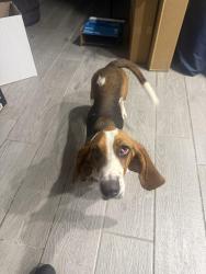 Found/Stray Female Dog last seen 35th avenue and Baseline, Phoenix, AZ 85041