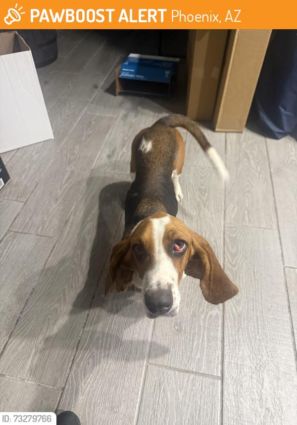 Found/Stray Female Dog last seen 35th avenue and Baseline, Phoenix, AZ 85041