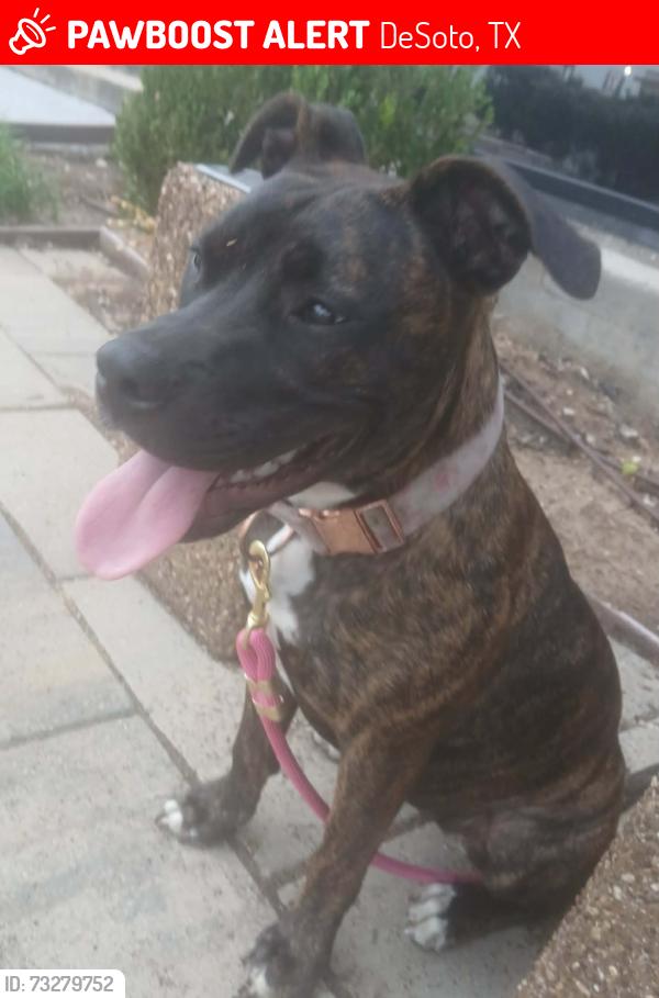 Lost Female Dog last seen Beltline Road and FM 1382 wintergreen Road right where the fire department is on wintergreen Road, DeSoto, TX 75115