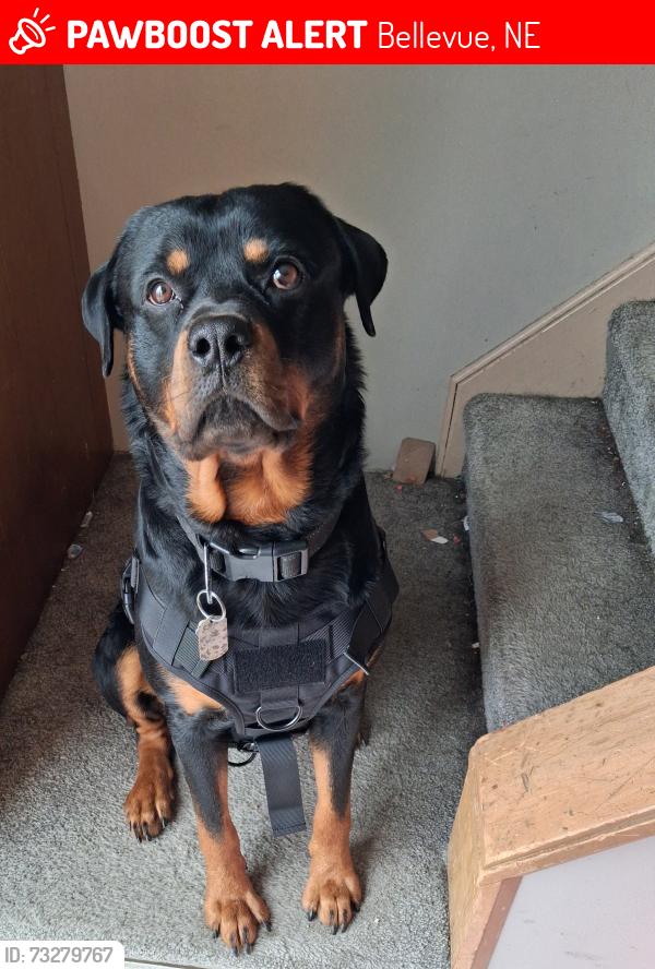 Lost Male Dog last seen Across from Bellevue east high school, Bellevue, NE 68005