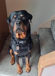 Lost Male Dog last seen Across from Bellevue east high school, Bellevue, NE 68005
