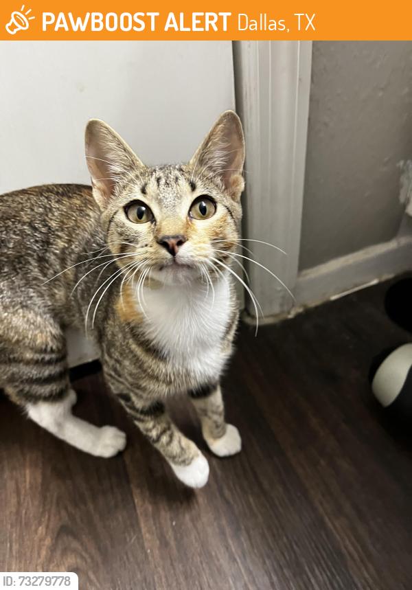Found/Stray Female Cat last seen Fair Oaks Crossing, Dallas, TX 75243