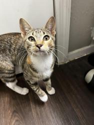 Found/Stray Female Cat last seen Fair Oaks Crossing, Dallas, TX 75243