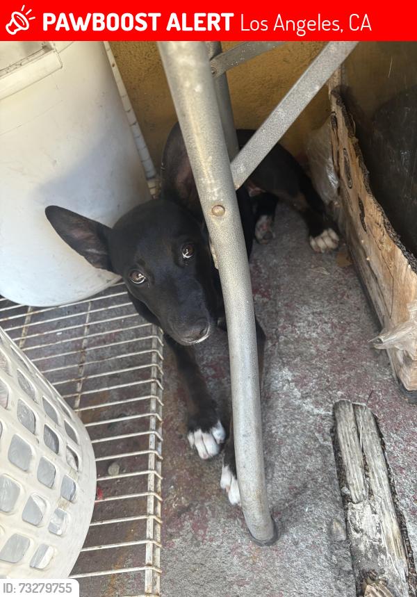 Lost Female Dog last seen Broadway 64th street, Los Angeles, CA 90044