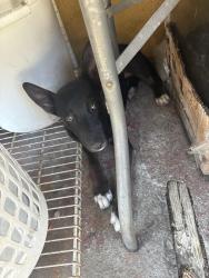 Lost Female Dog last seen Broadway 64th street, Los Angeles, CA 90044