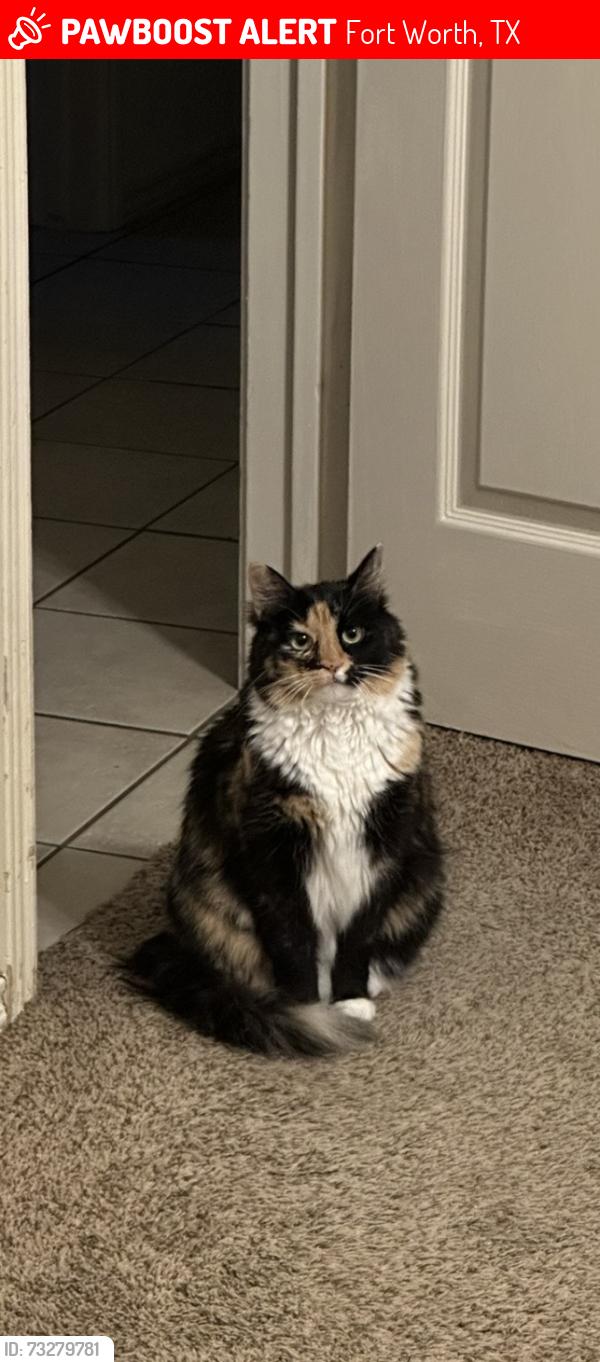 Lost Female Cat last seen Chapel Creek, Fort Worth, TX 76108