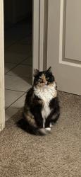 Lost Female Cat last seen Chapel Creek, Fort Worth, TX 76108