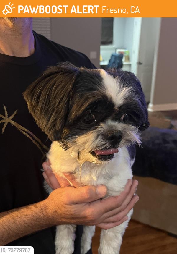 Found/Stray Male Dog last seen Maple and Shepherd, Fresno, CA 93720