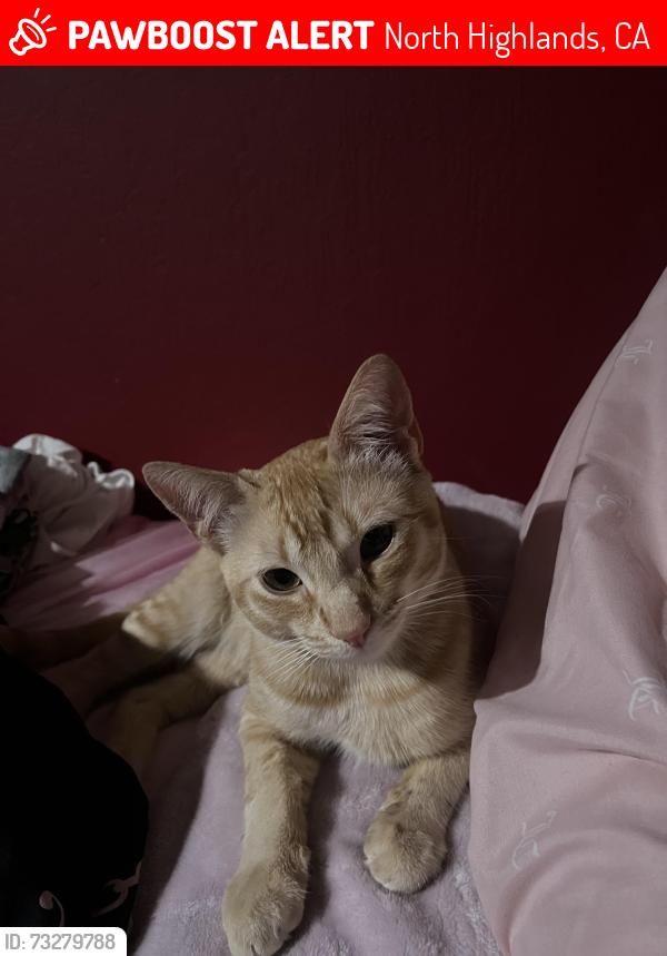 Lost Male Cat last seen Weatherby way by Roseville rd, North Highlands, CA 95660