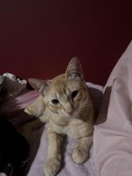 Lost Male Cat last seen Weatherby way by Roseville rd, North Highlands, CA 95660