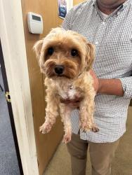 Reunited Unknown Dog last seen Bank of America, capital ave, Bridgeport, CT 06609