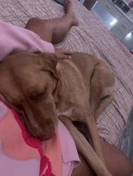 Lost Female Dog last seen theres so many roads but i just don’t know where she’d go, Youngstown, FL 32466