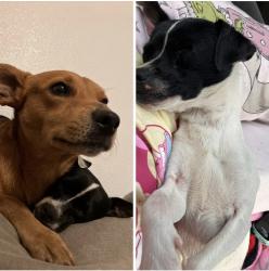 Lost Male Dog last seen South Manteca blvd, Manteca, CA 95337
