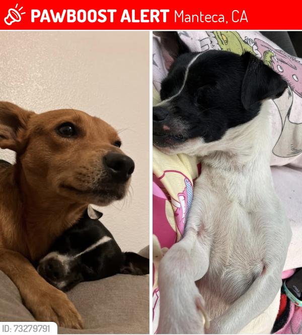 Lost Male Dog last seen South Manteca blvd, Manteca, CA 95337