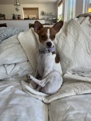 Reunited Female Dog last seen Near Empire Grade, Santa Cruz, CA 95060, USA, Santa Cruz, CA 95060
