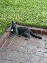 Found/Stray Unknown Cat last seen Chatwin and Conant long beach, Long Beach, CA 90808