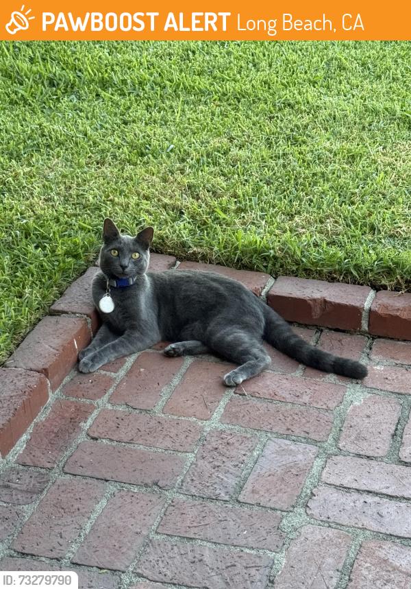 Found/Stray Unknown Cat last seen Chatwin and Conant long beach, Long Beach, CA 90808