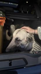 Reunited Unknown Dog last seen Entrance to North Shore Rd & North Star Dr, Truckee, CA 96161