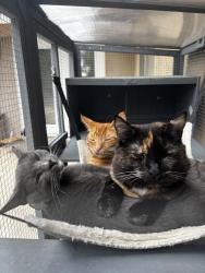 Reunited Female Cat last seen Menifee Rd, Tulita Ln. J-Bar Ranch, Menifee, CA 92584