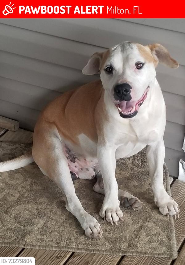 Lost Male Dog last seen old Berryhill Rd and rendy Kay Lane, Milton, FL 32570