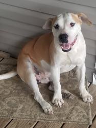 Lost Male Dog last seen old Berryhill Rd and rendy Kay Lane, Milton, FL 32570