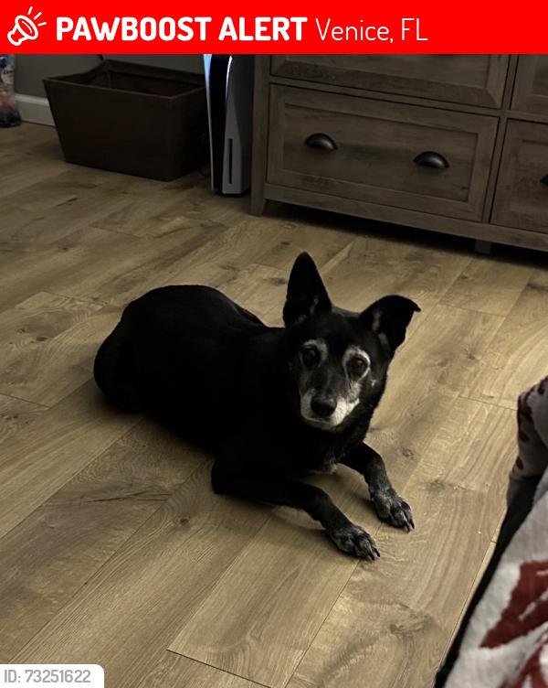 Lost Male Dog last seen Briarwood and Valencia, Venice gardens, Venice F, Venice, FL 34293