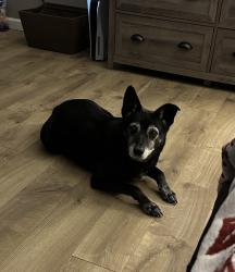 Lost Male Dog last seen Briarwood and Valencia, Venice gardens, Venice F, Venice, FL 34293