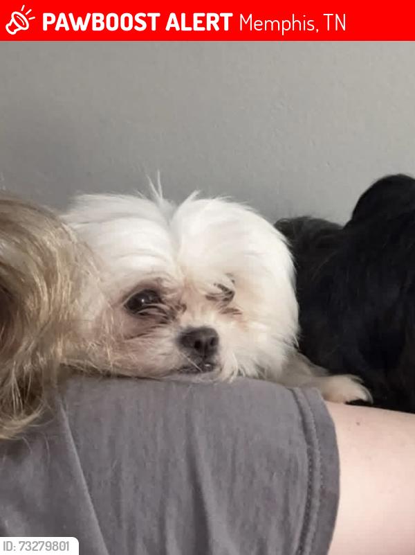 Lost Female Dog last seen Queensbury and Victor dr, Memphis, TN 38122