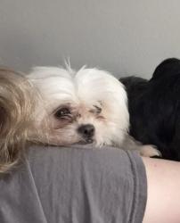 Lost Female Dog last seen Queensbury and Victor dr, Memphis, TN 38122