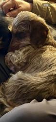 Lost Female Dog last seen Near Thompson Springs RD SE, Bradley County, TN 37323