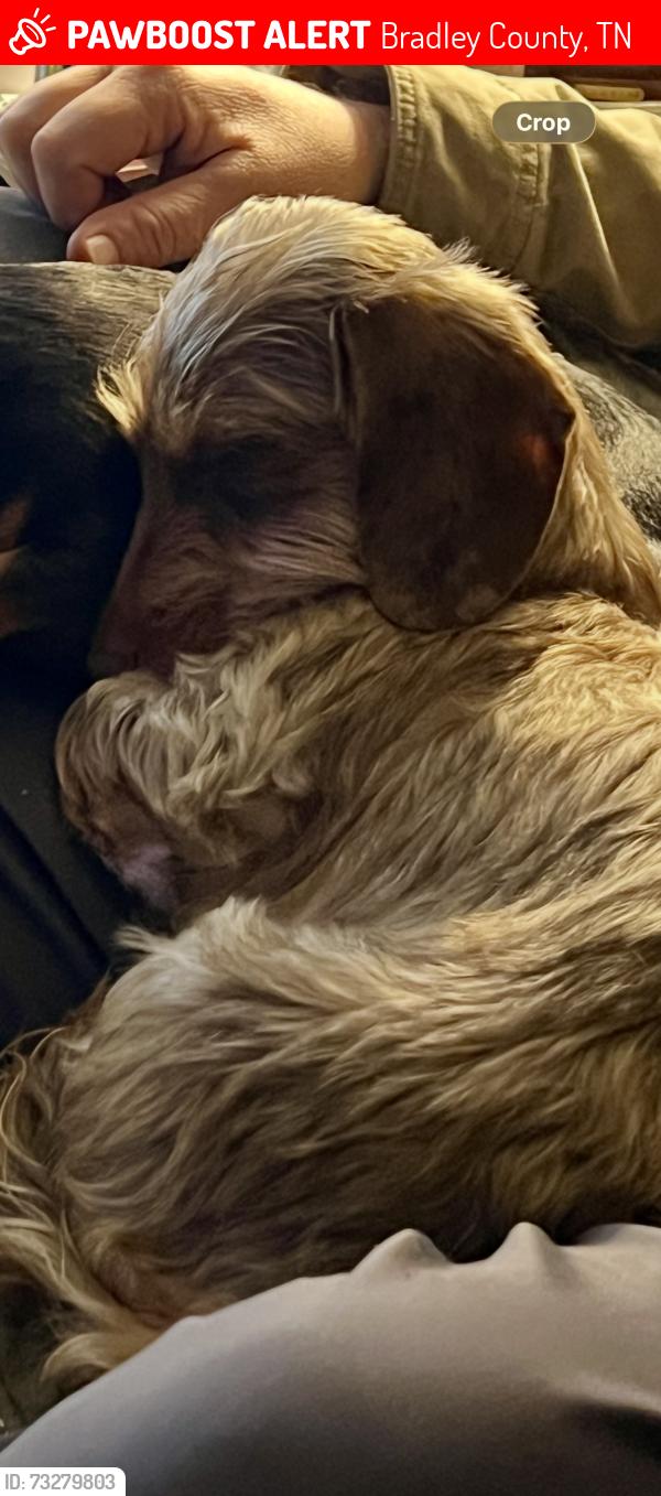 Lost Female Dog last seen Near Thompson Springs RD SE, Bradley County, TN 37323