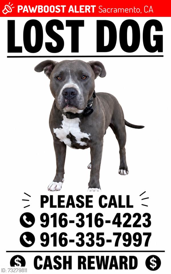Lost Male Dog last seen Northgate and Del Paso, Sacramento, CA 95815