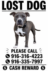 Lost Male Dog last seen Northgate and Del Paso, Sacramento, CA 95815