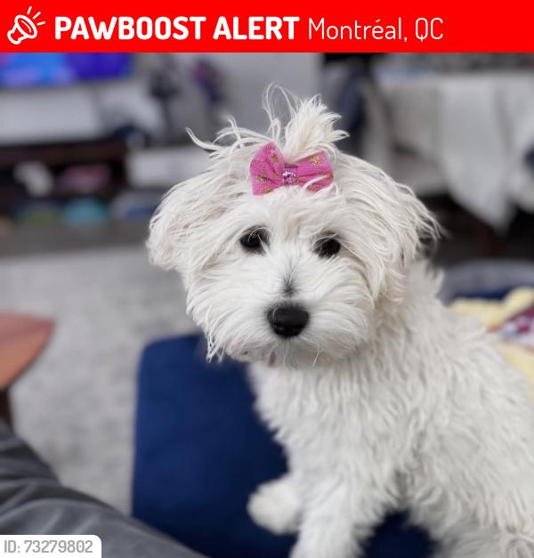 Lost Female Dog last seen Rue resther near Laurier Metro, Montréal, QC 