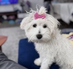 Lost Female Dog last seen Rue resther near Laurier Metro, Montréal, QC 