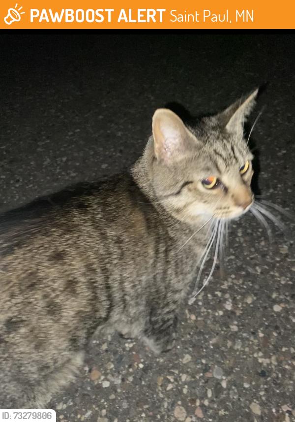 Found/Stray Unknown Cat last seen Falstaff Terr, Saint Paul, MN 55101