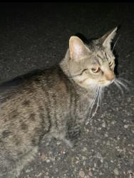 Found/Stray Unknown Cat last seen Falstaff Terr, Saint Paul, MN 55101