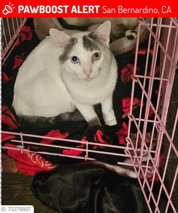 Lost Male Cat last seen Near Kendall drive, San Bernardino, CA 92407