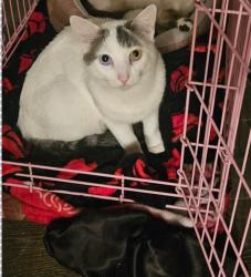 Lost Male Cat last seen Near Kendall drive, San Bernardino, CA 92407