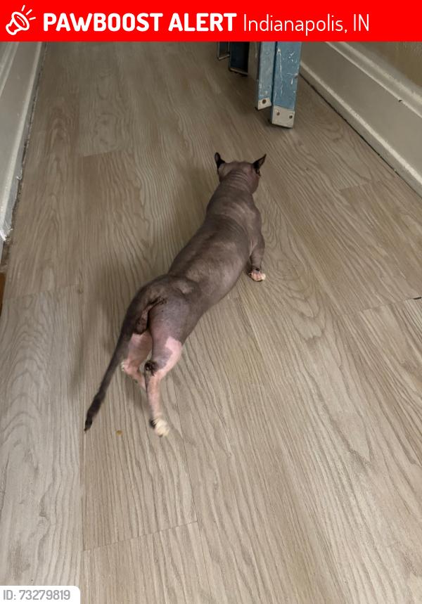 Lost Male Cat last seen Indianapolis Indiana, Indianapolis, IN 46226